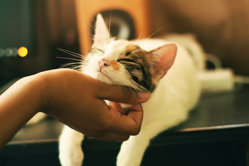 สำหรับแมว